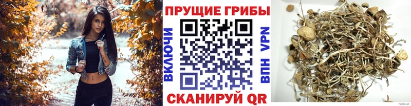 Псилоцибиновые грибы GOLDEN TEACHER  Дегтярск 